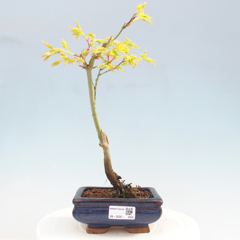 Acer palmatum Aureum - Érable doré