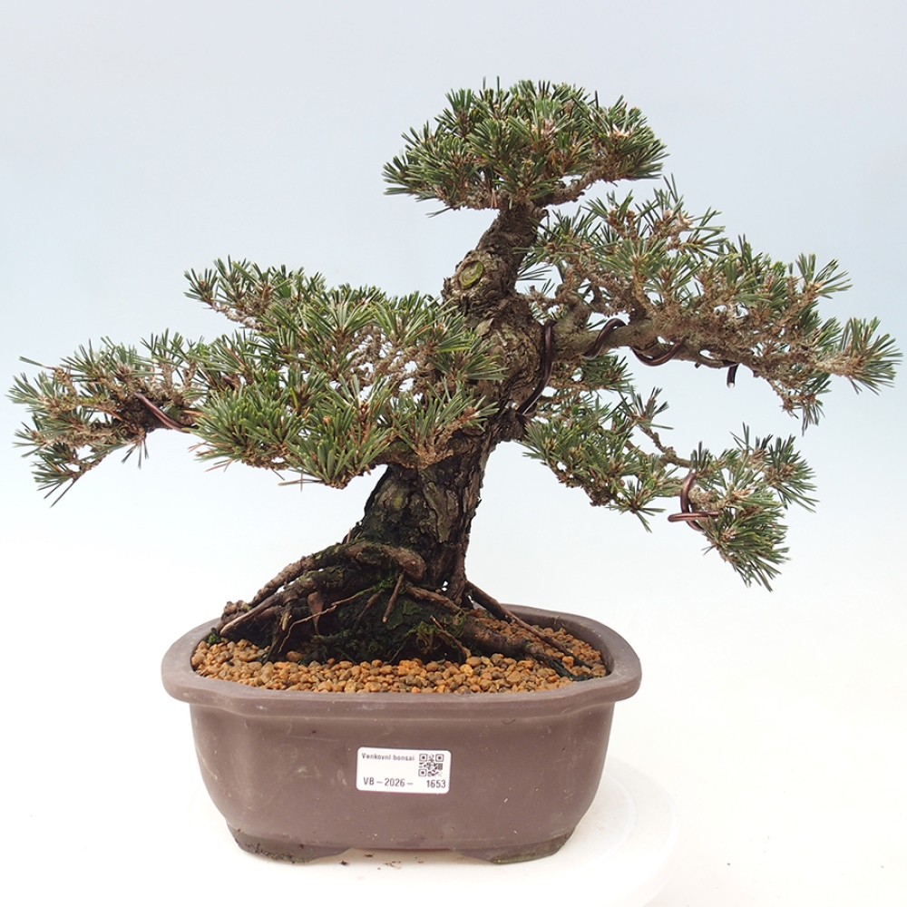 Bonsaï d'extérieur - Pinus thunbergii Kotobuki - Pin de Thunberg