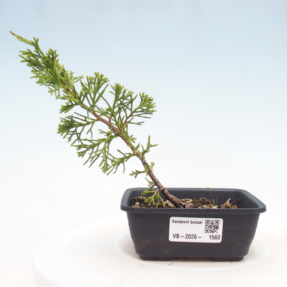 Bonsaï d'extérieur - Juniperus chinensis Itoigawa