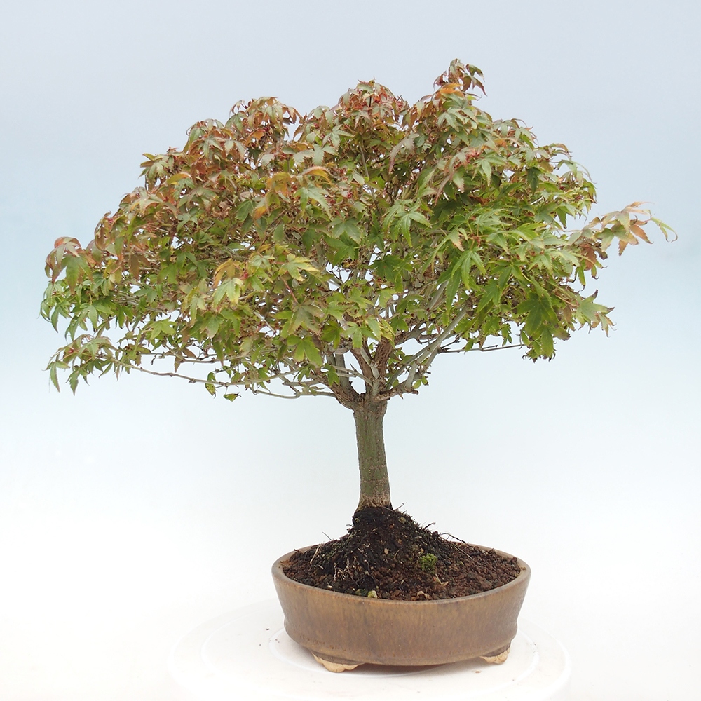 Acer palmatum KIOHIME - Érable palmé