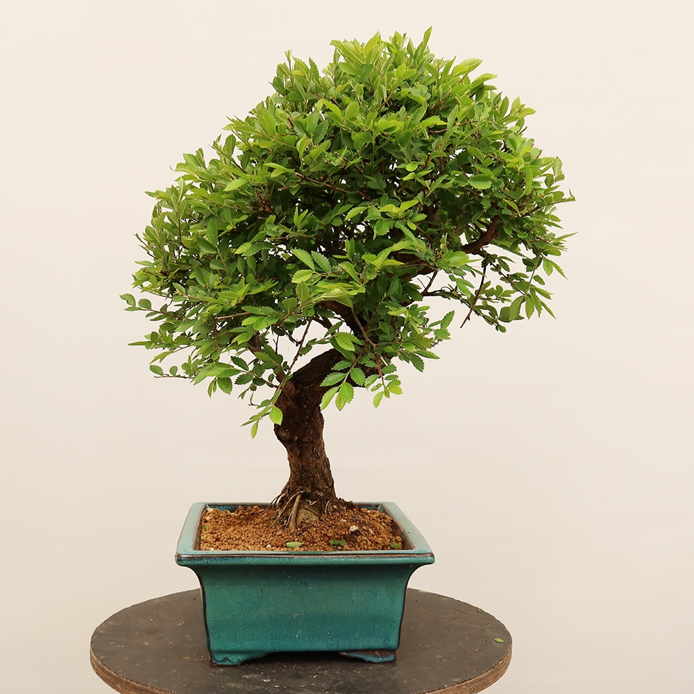 Bonsaï d'extérieur - Zelkova - Zelkova NIRE