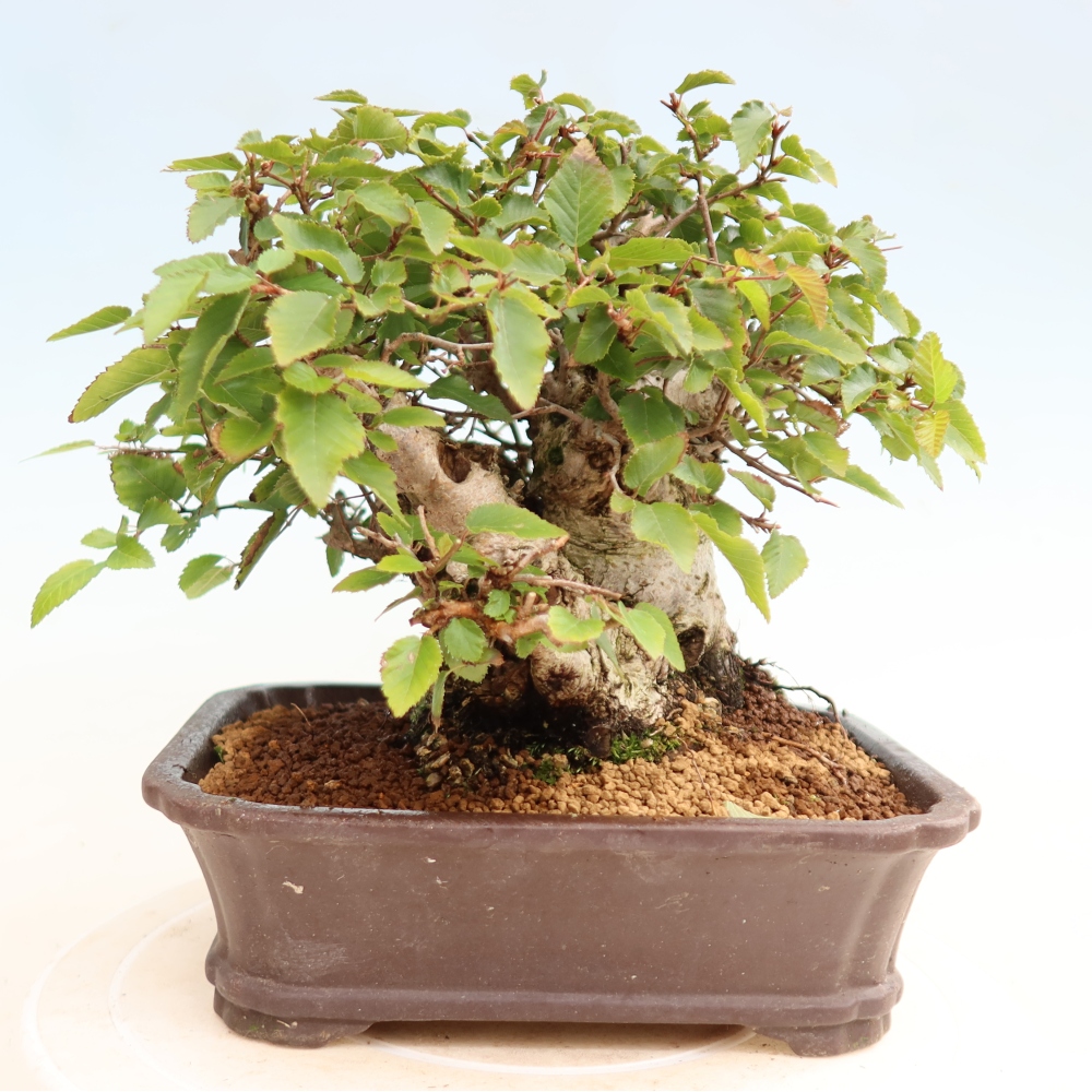 Bonsaï d'extérieur -Carpinus CARPINOIDES - Charme de Corée