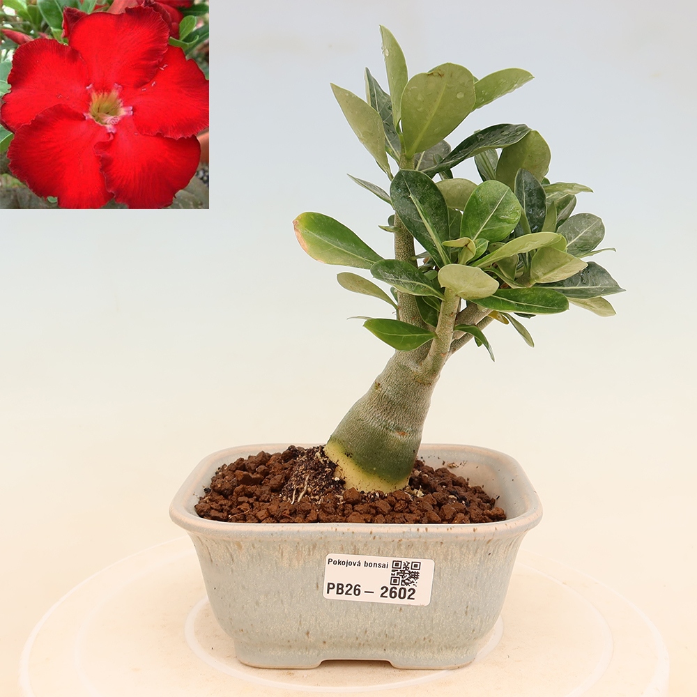 Bonsaï d'intérieur - Adenium obesum Red Star - Rose du désert