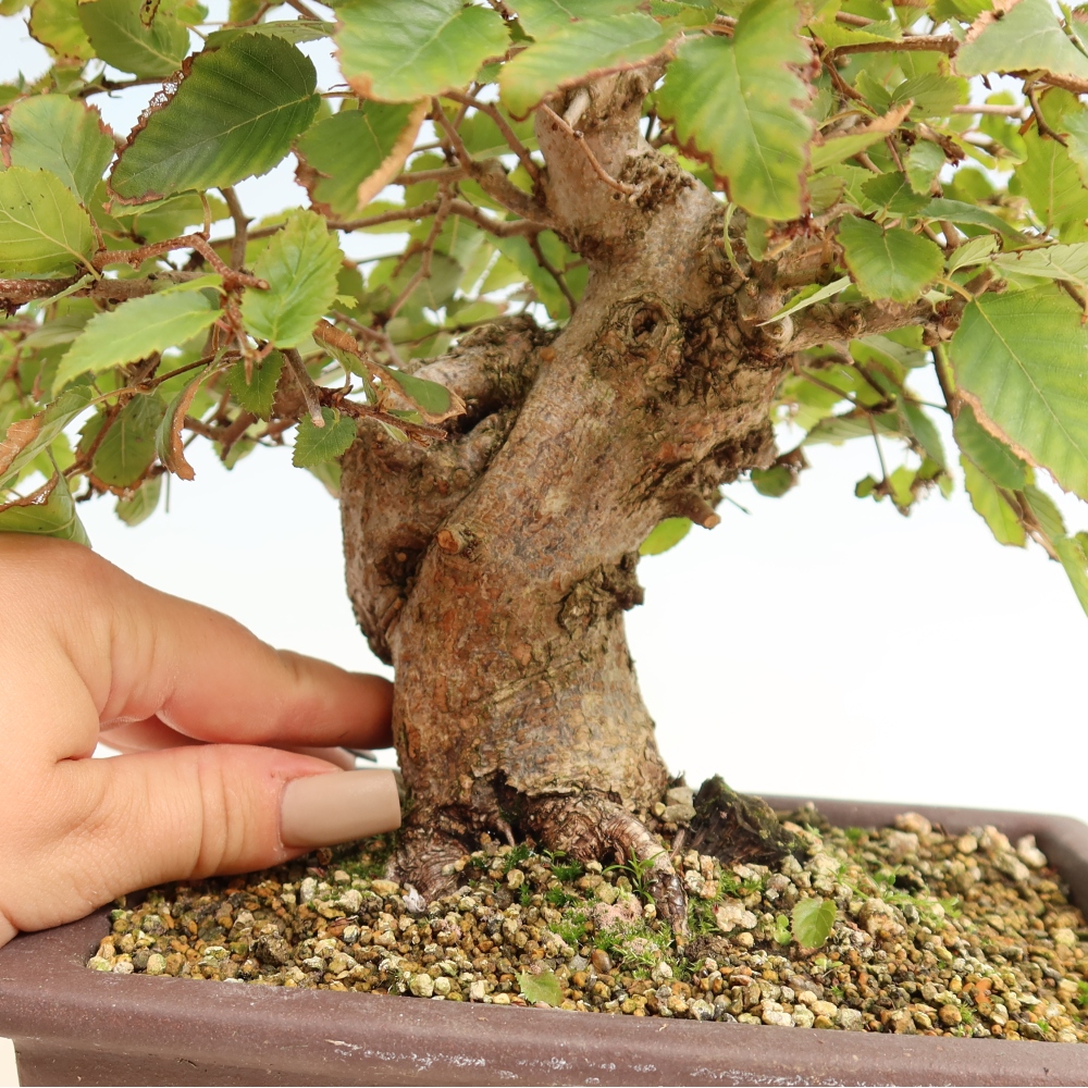 Bonsaï d'extérieur -Carpinus CARPINOIDES - Charme de Corée