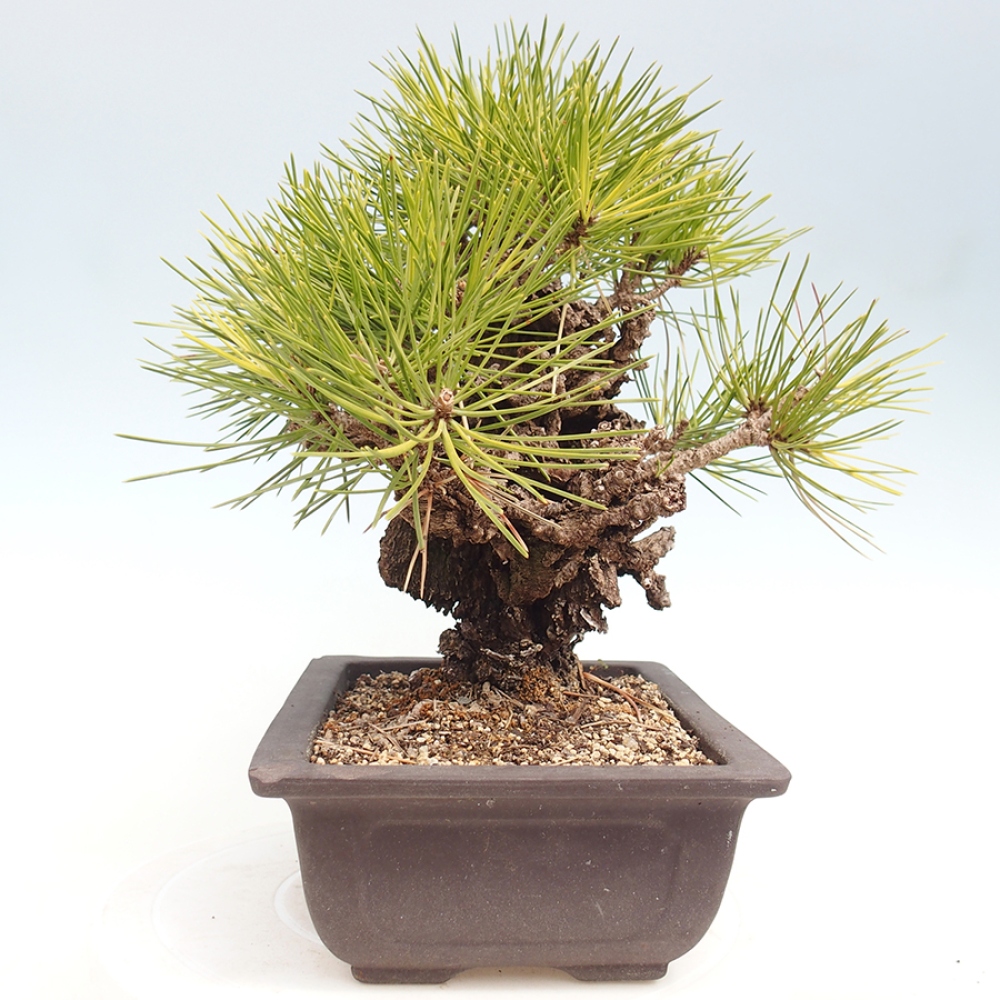 Bonsaï d'extérieur - Pinus thunbergii - Pin de Thunberg