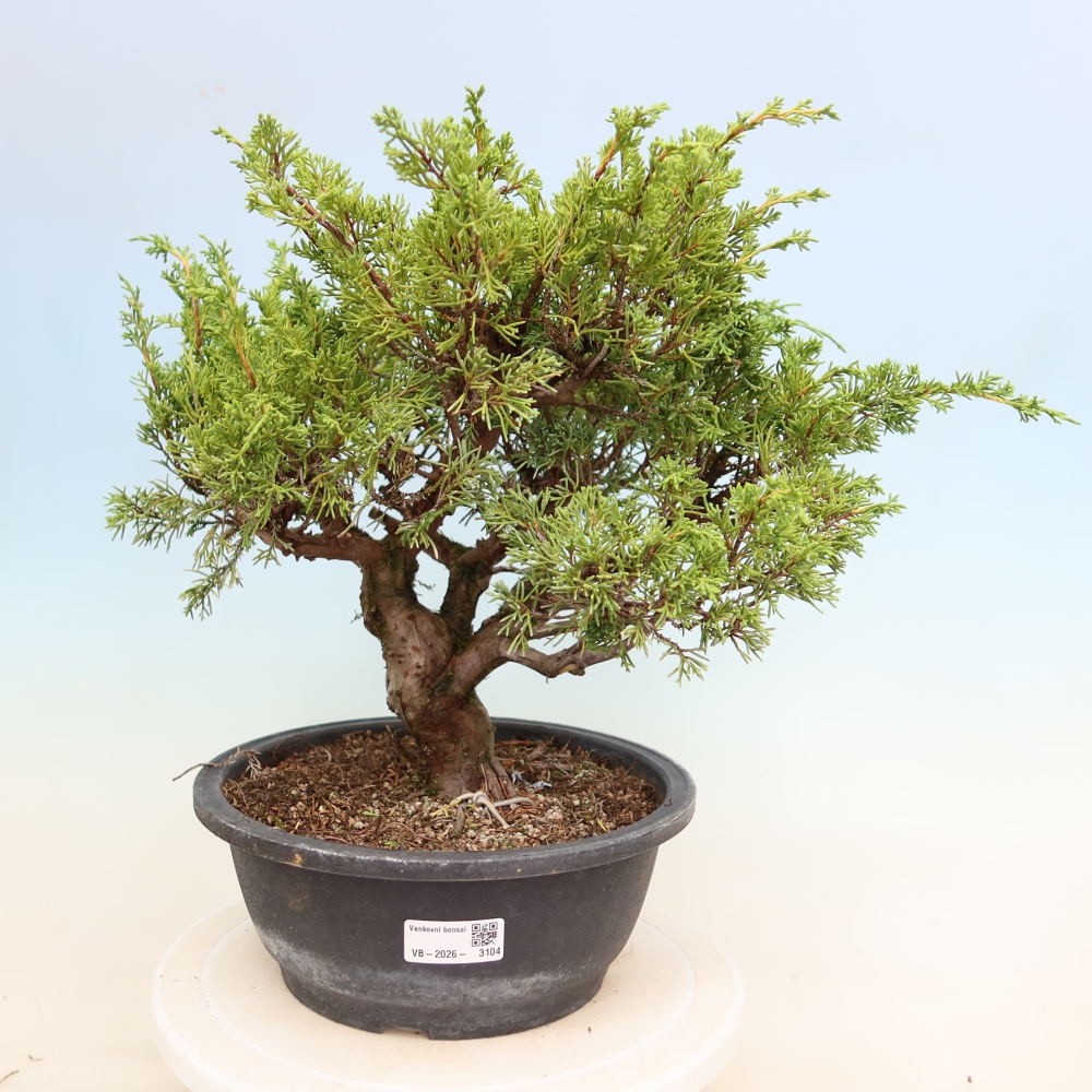 Bonsaï d'extérieur - Juniperus chinensis Itoigawa-Juniperus chinensis