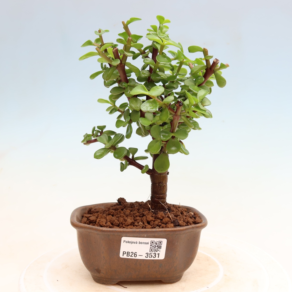 Bonsaï de chambre - Portulakaria Afra - Tlustice