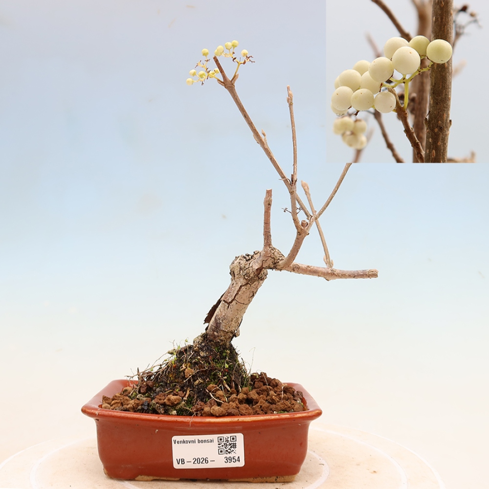 Bonsaï d'extérieur -  Callicarpa bodinieri Snowqueen - Callicarpa