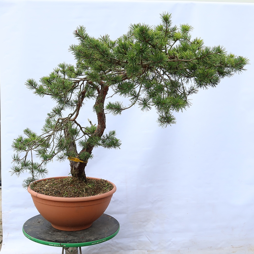 Pinus sylvestris Espagne - pin sylvestre