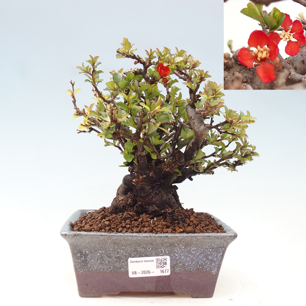 Bonsaï d'extérieur - Chaneomeles speciosa - Coing