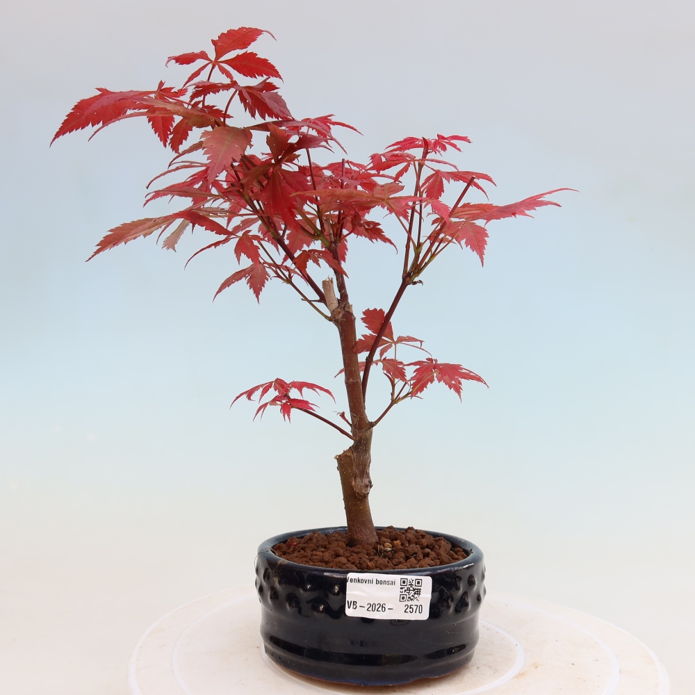 Bonsaï d'extérieur - Acer palm. Atropurpureum-Javor palmate