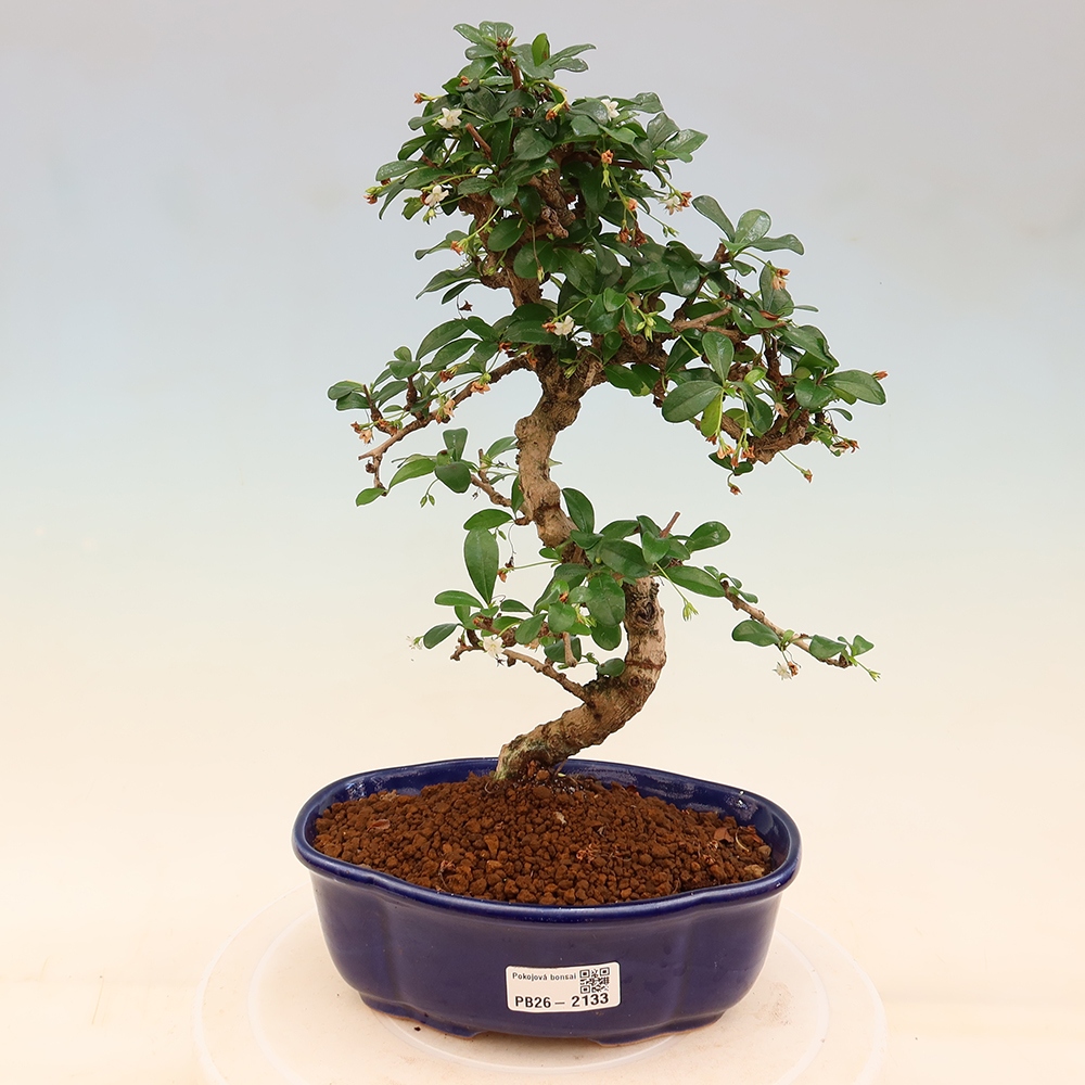 Bonsaï de chambre - Carmona macrophylla - Tea fuki