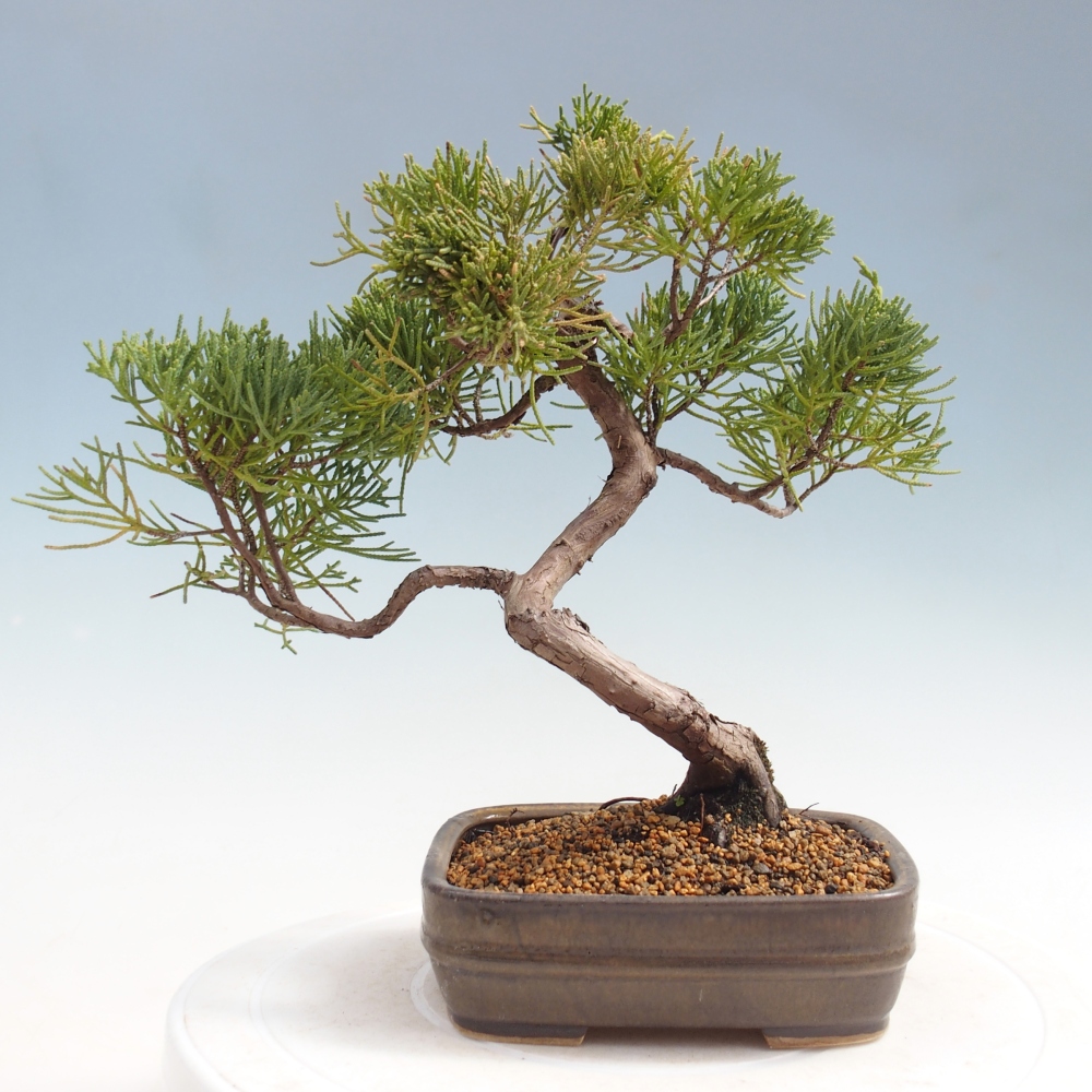 Bonsaï d'extérieur - Juniperus chinensis Kishu