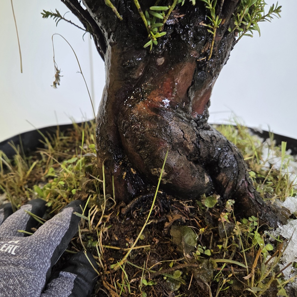 Bonsaï d'extérieur If japonais - Taxus cuspidata