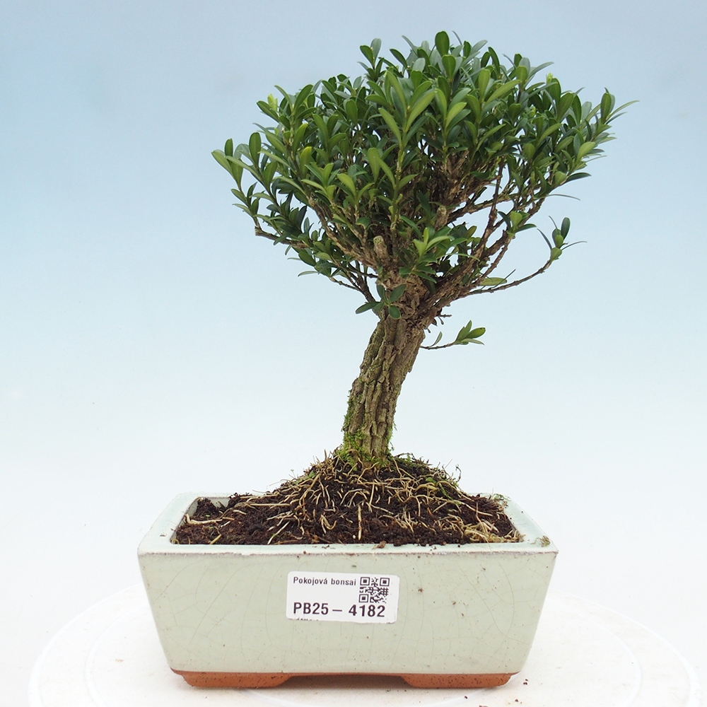 Bonsaï de chambre - Buxus harlandii - buxus liège
