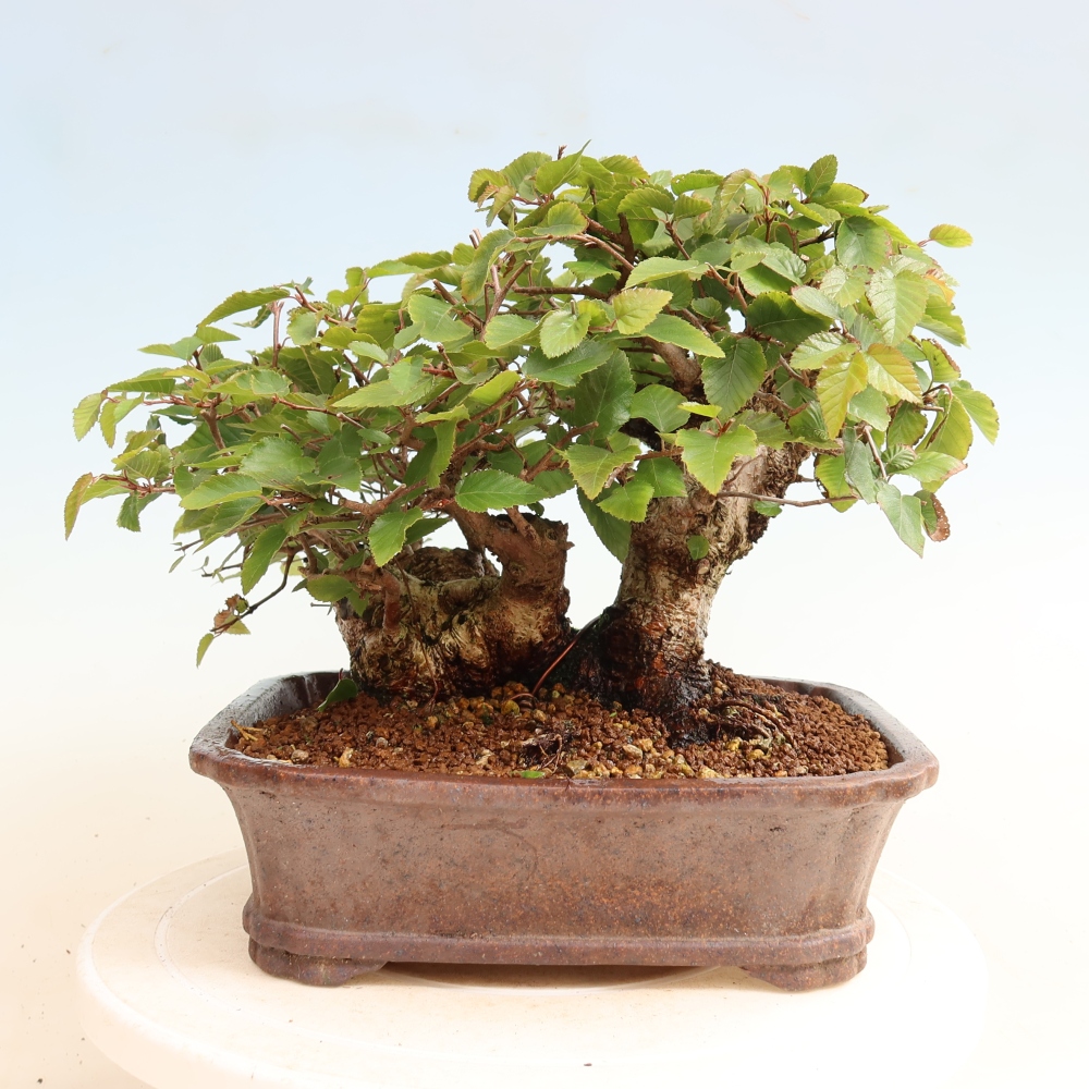 Bonsaï d'extérieur -Carpinus CARPINOIDES - Charme de Corée