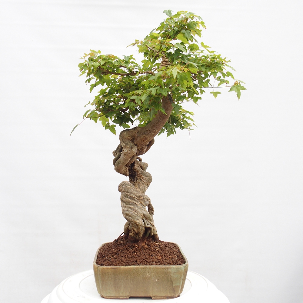 Bonsaï d'extérieur - Acer Buergerianum - Burger Maple