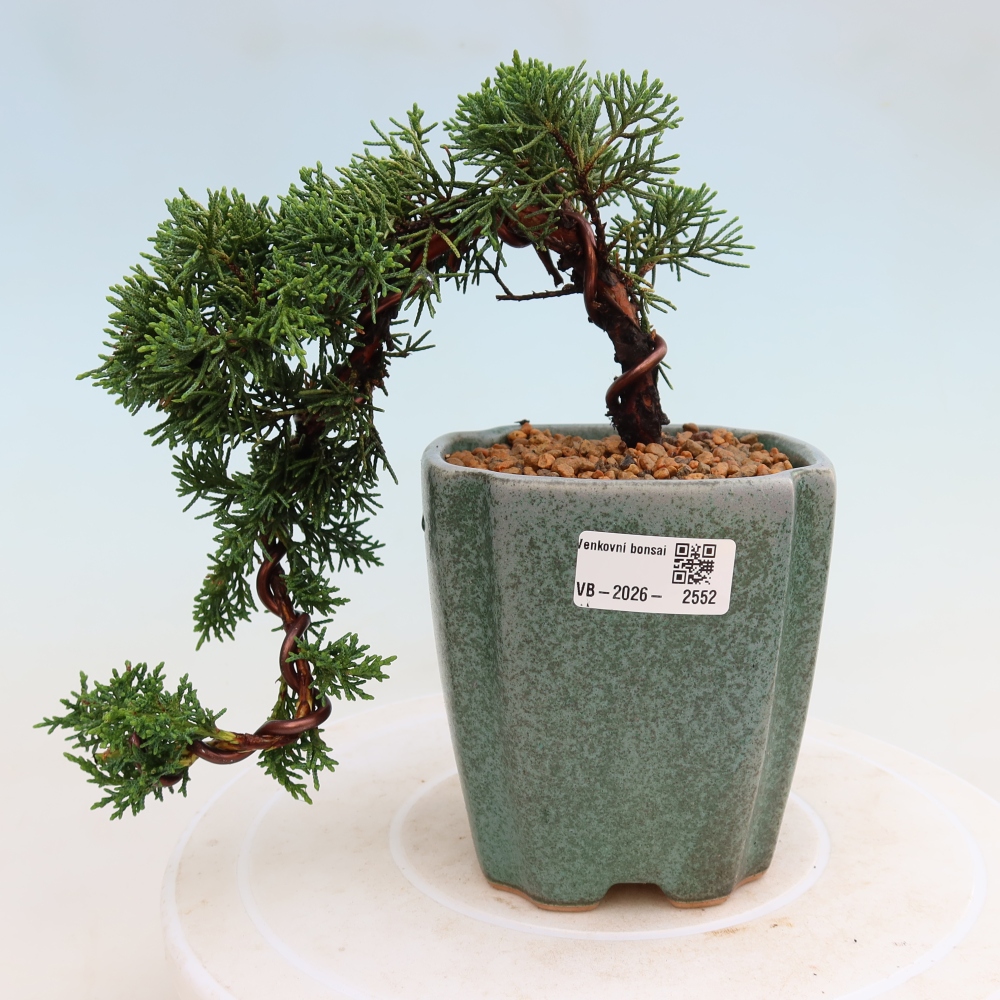 Bonsaï d'extérieur - Juniperus chinensis Kishu