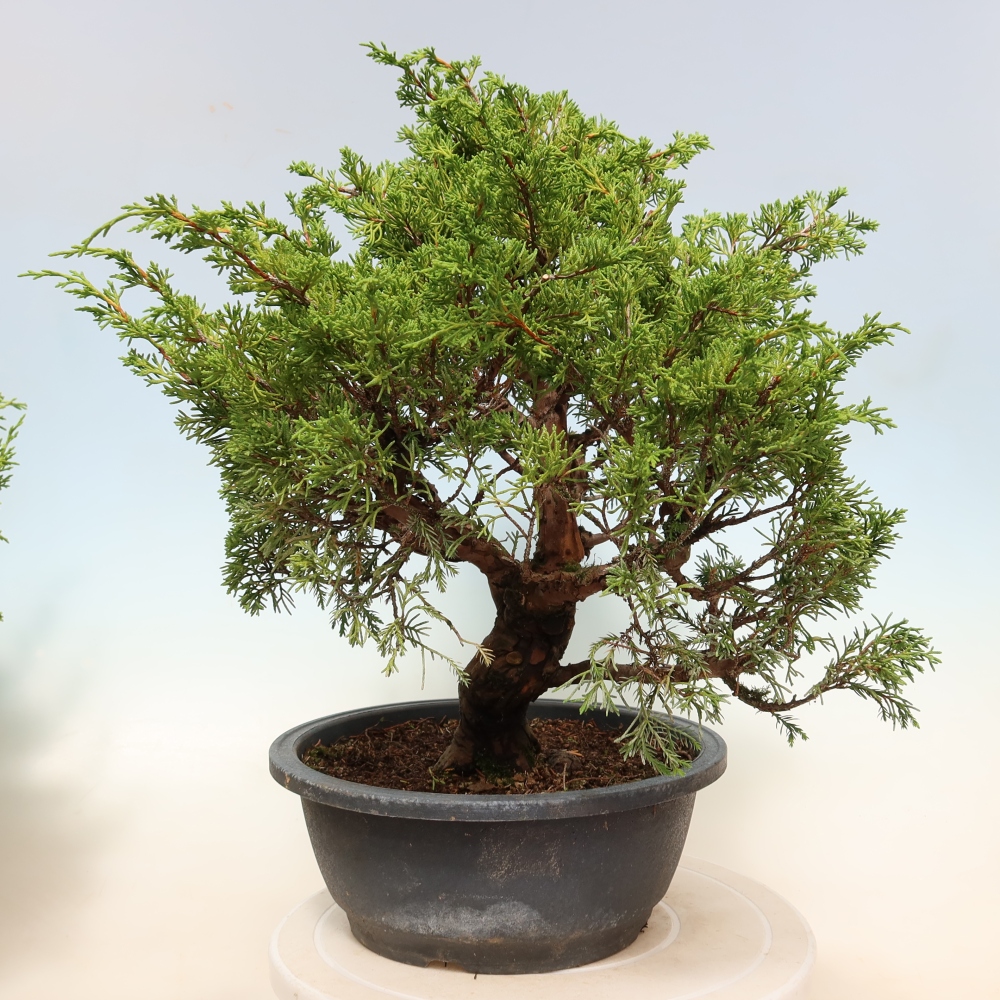 Bonsaï d'extérieur - Juniperus chinensis Itoigawa-Juniperus chinensis