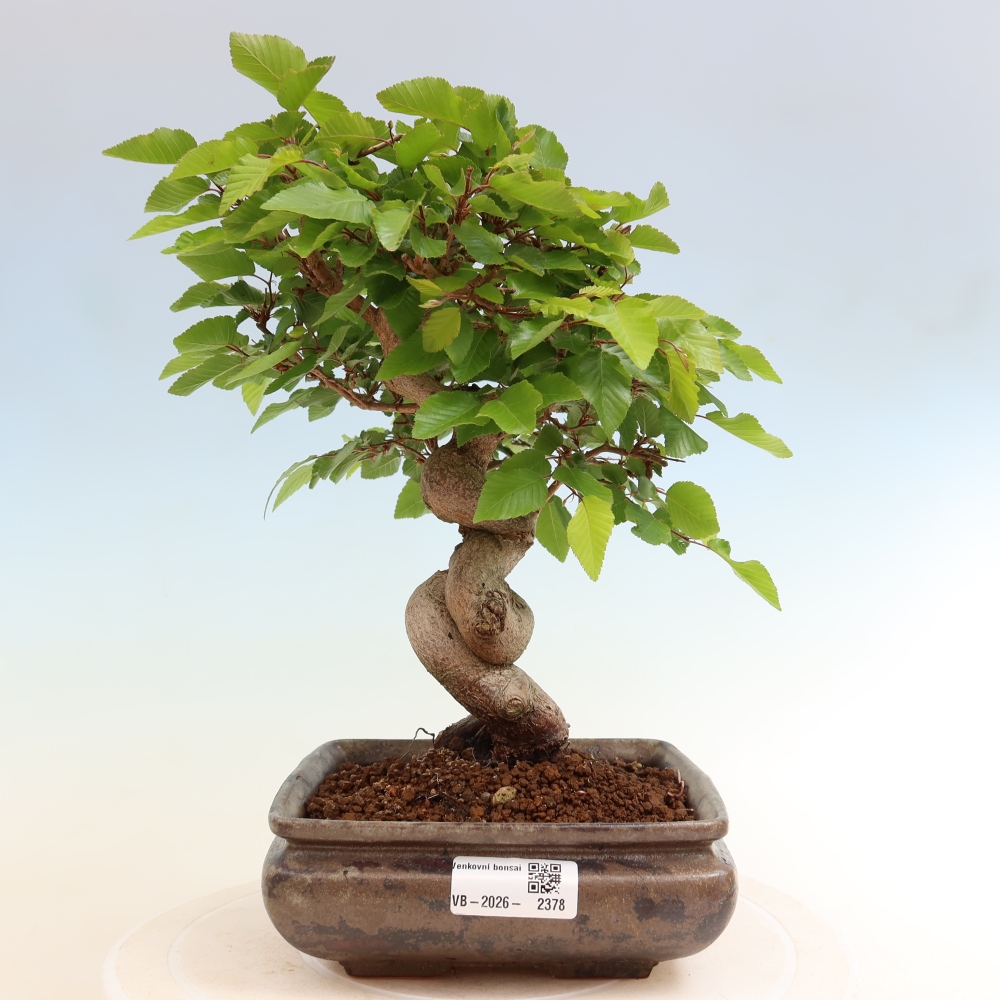 Bonsaï d'extérieur -Carpinus Coreana - Charme de Corée