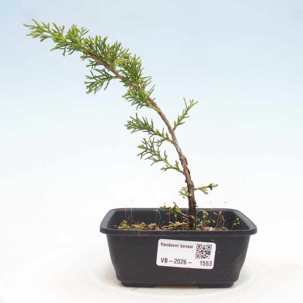 Bonsaï d'extérieur - Juniperus chinensis Itoigawa