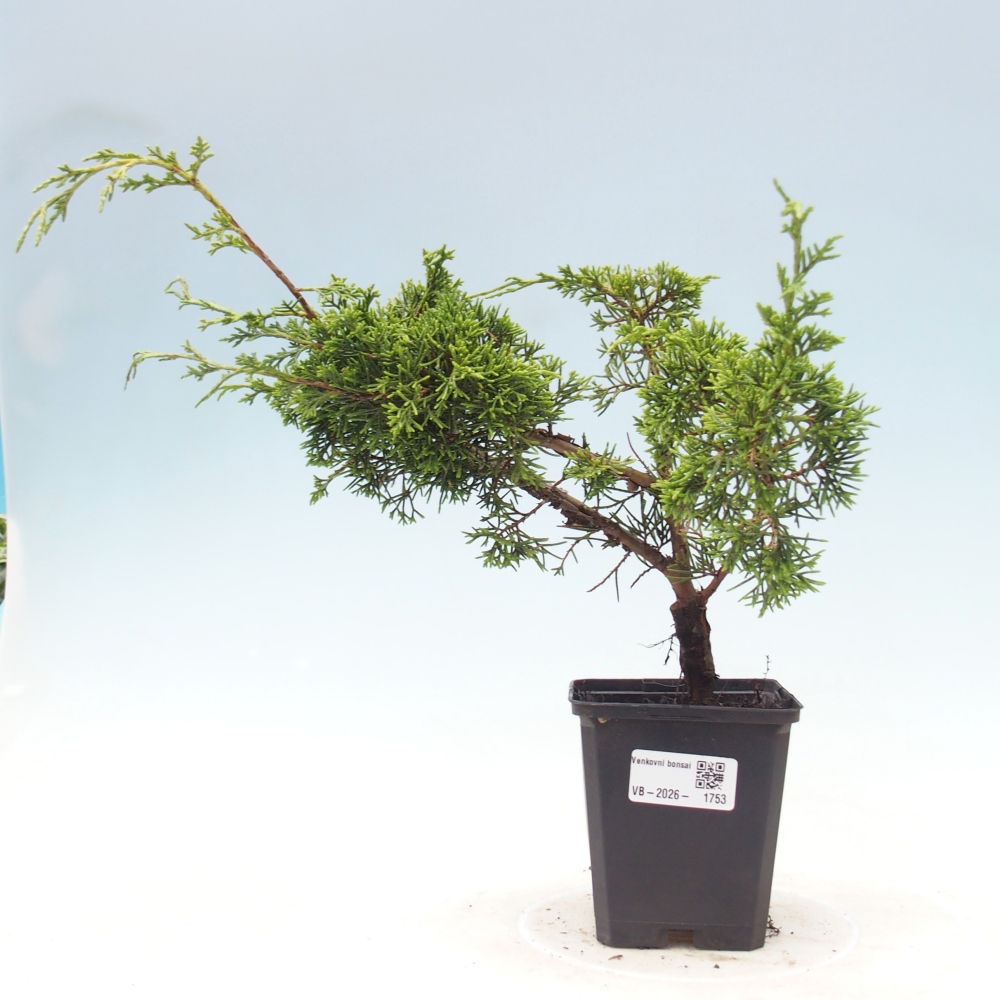 Bonsaï d'extérieur - Juniperus chinensis Itoigawa