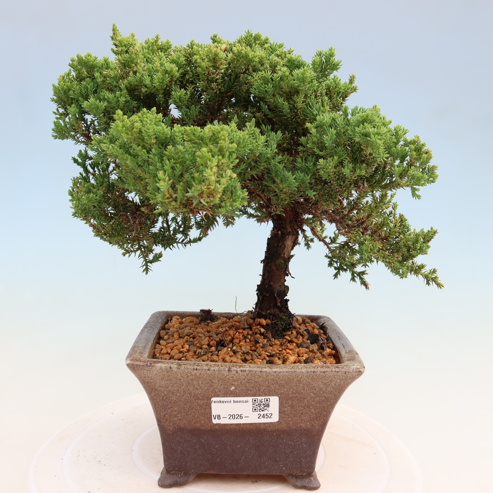 Bonsaï d'extérieur - Juniperus procumbens - Juniperus procumbens