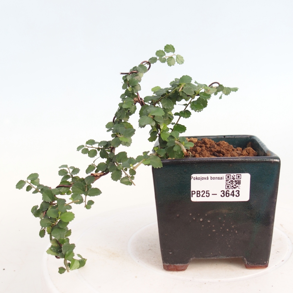 Bonsaï de chambre - Grewia sp. - Grewia malafolia