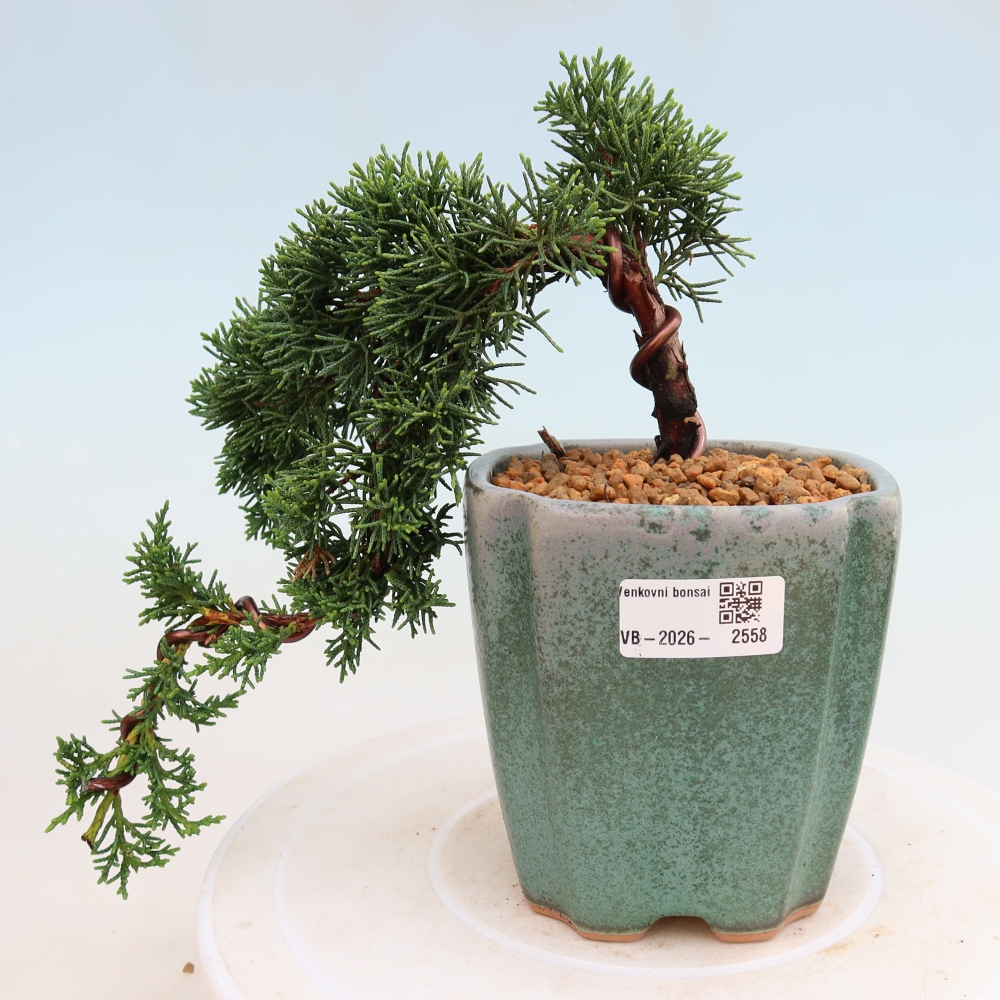 Bonsaï d'extérieur - Juniperus chinensis Kishu