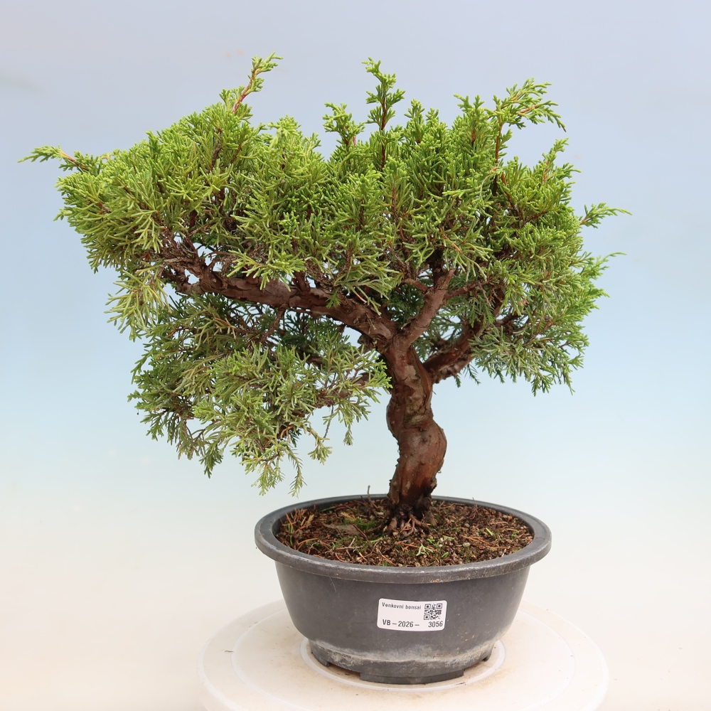 Bonsaï d'extérieur - Juniperus chinensis Itoigawa-Juniperus chinensis
