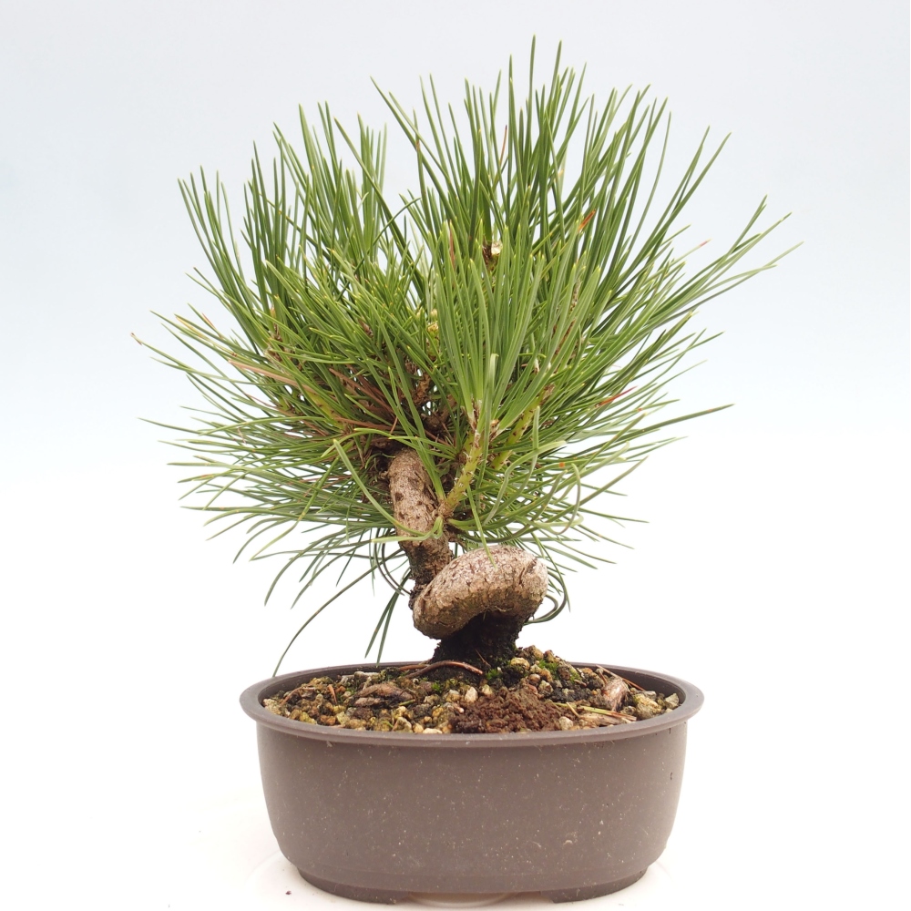 Bonsaï d'extérieur - Pinus thunbergii - Pin de Thunberg