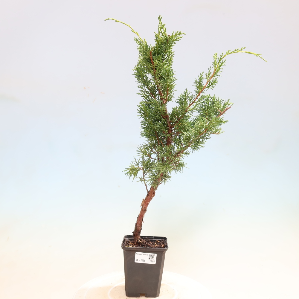 Bonsaï d'extérieur - Juniperus chinensis Kishu