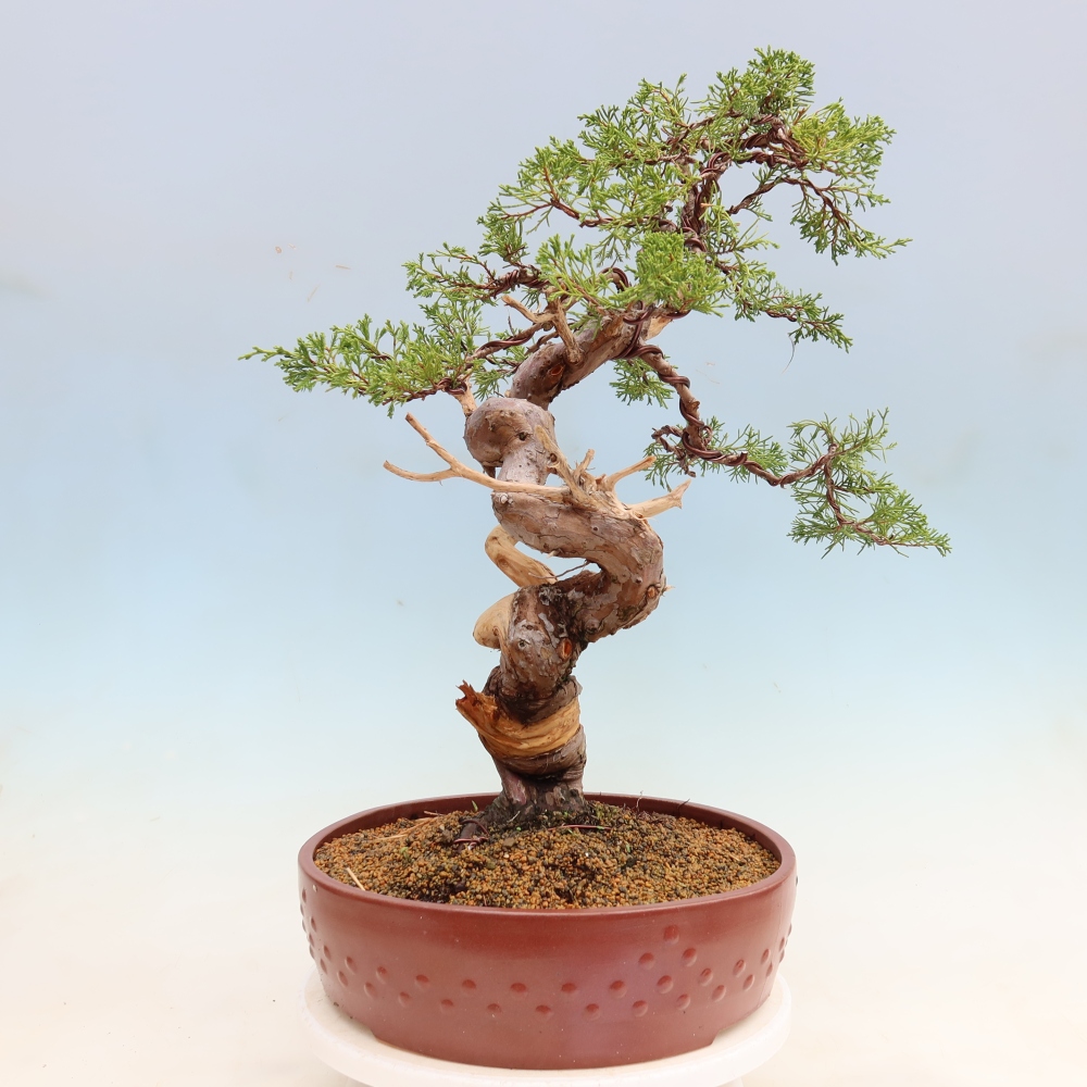 Bonsaï d'extérieur - Juniperus chinensis Itoigawa-Juniperus chinensis