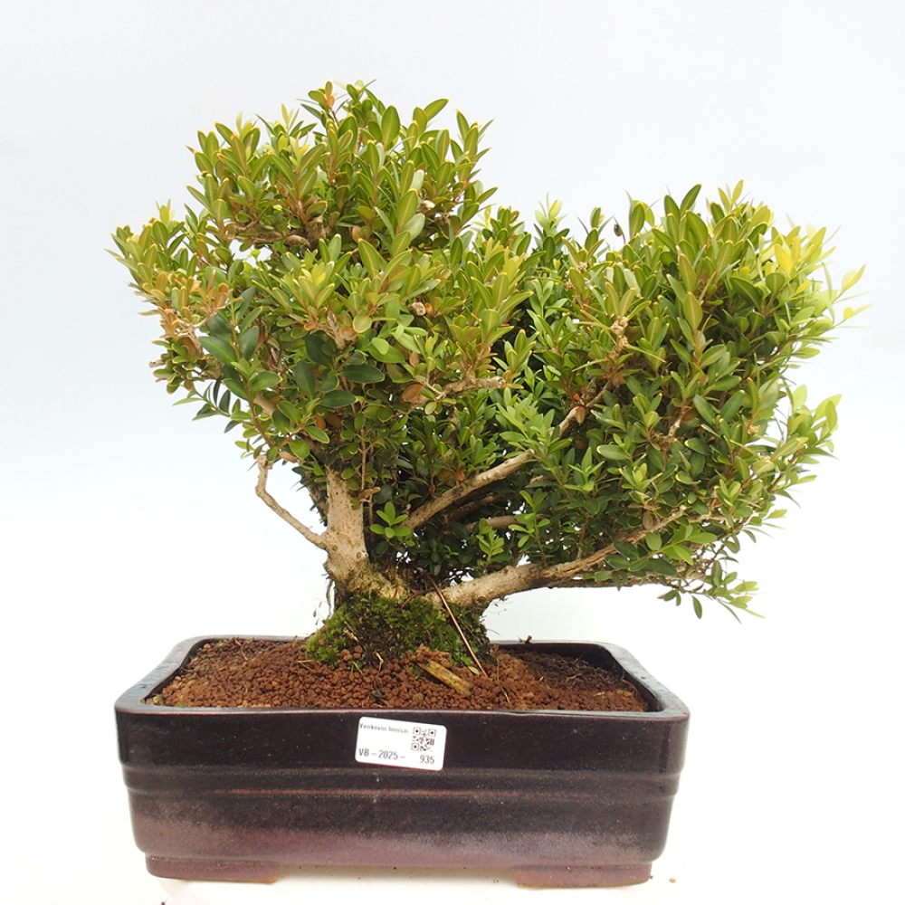 Bonsaï d'extérieur - Buxus sempervirens - buis