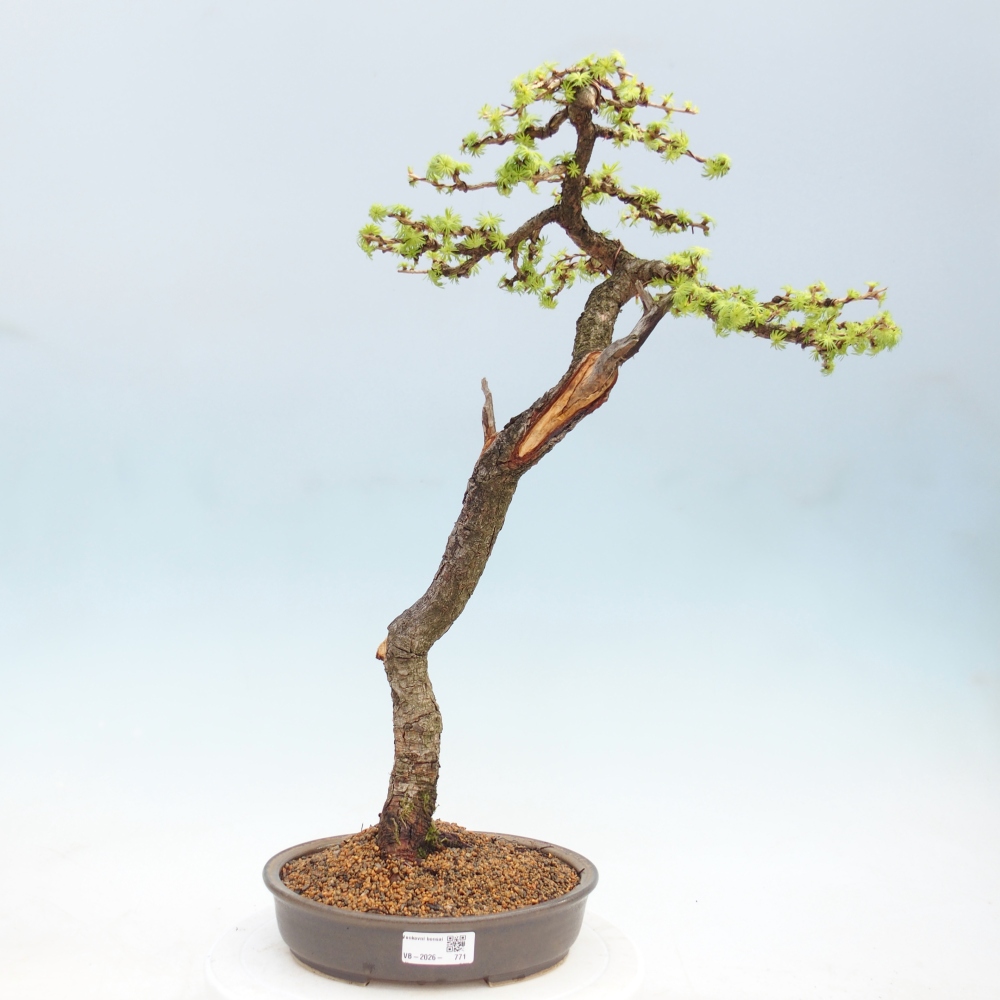 Bonsaï d'extérieur -Larix decidua - Mélèze