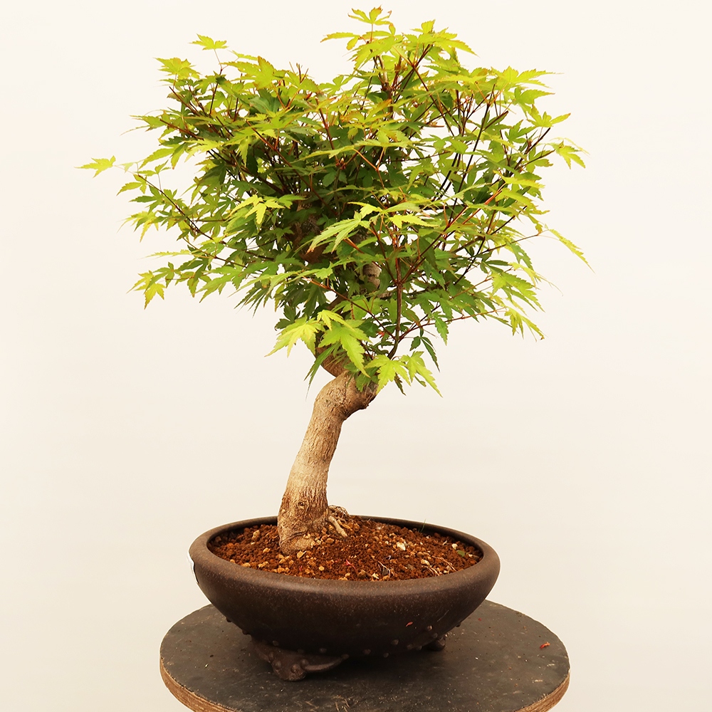 Bonsaïs d'extérieur - Maple palmatum - Palmiers