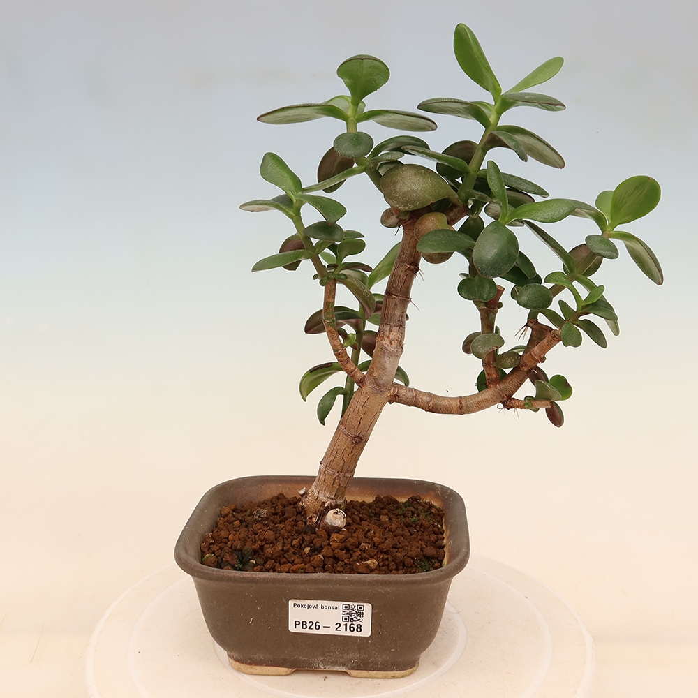 Bonsaï de chambre - Portulakaria Afra - Tlustice