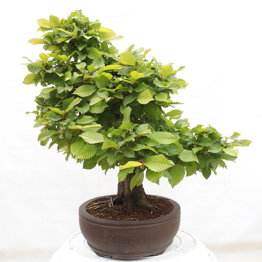 Bonsaï d'extérieur - Charme - Carpinus betulus