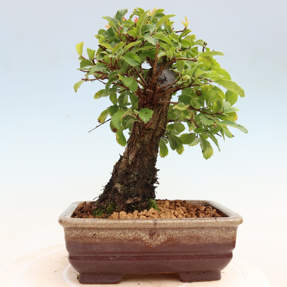 Bonsaï d'extérieur - Zelkova - Zelkova NIRE