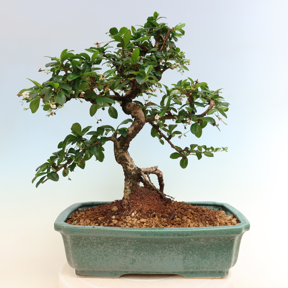Bonsaï de chambre - Carmona macrophylla - Tea fuki