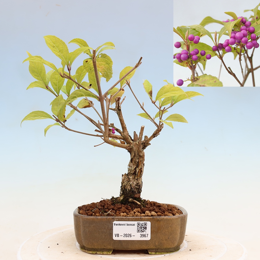 Bonsaï d'extérieur - Callicarpa bodinierova profusion