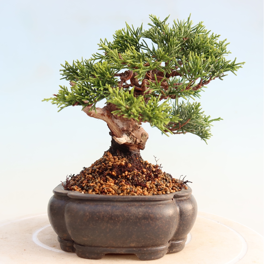 Bonsaï d'extérieur - Juniperus chinensis Itoigawa