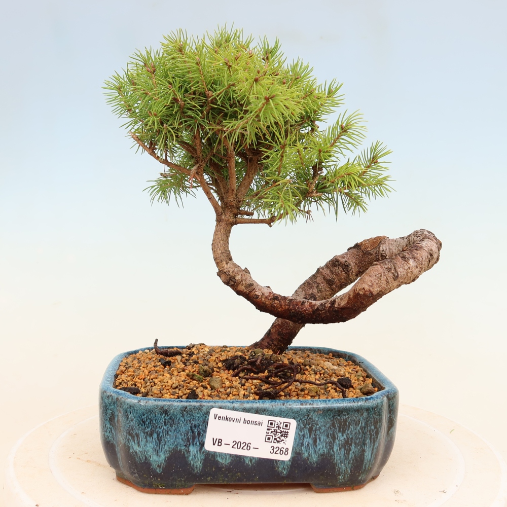 Bonsaï d'extérieur - Épicéa - Picea glauca globe