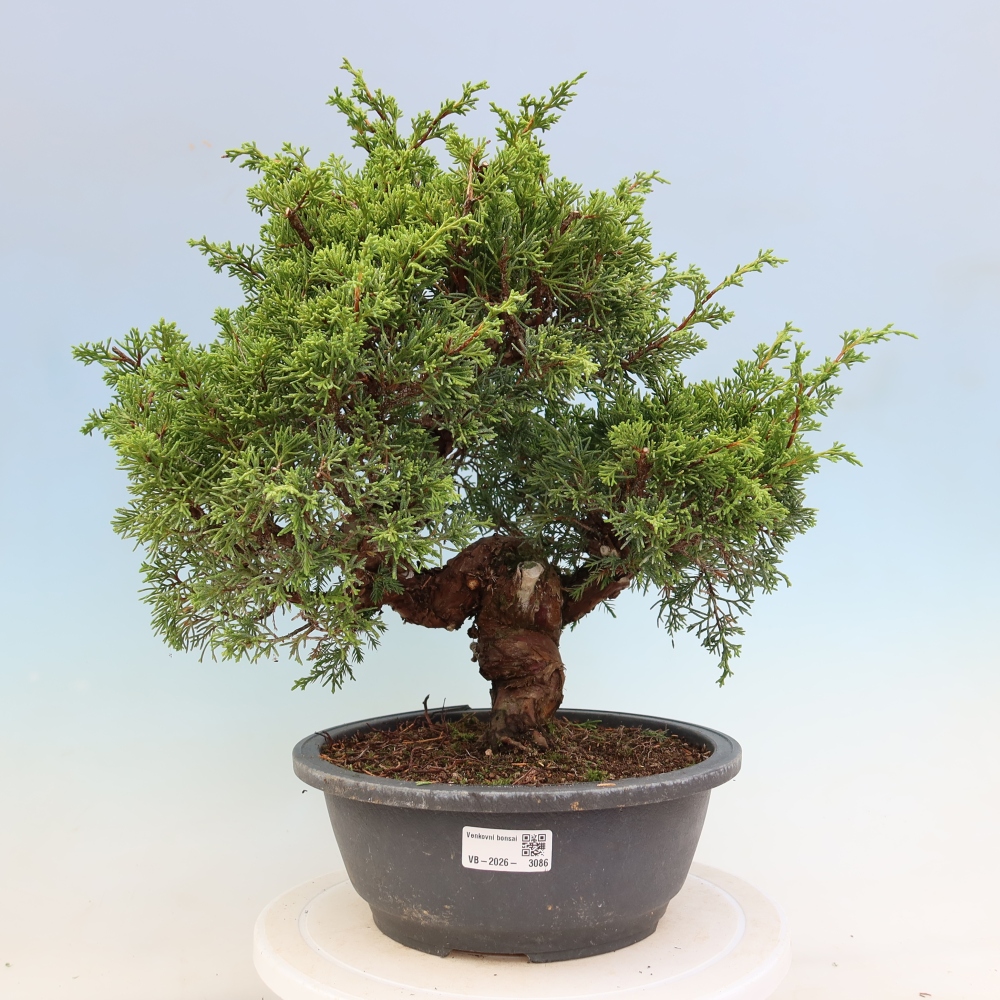 Bonsaï d'extérieur - Juniperus chinensis Itoigawa-Juniperus chinensis