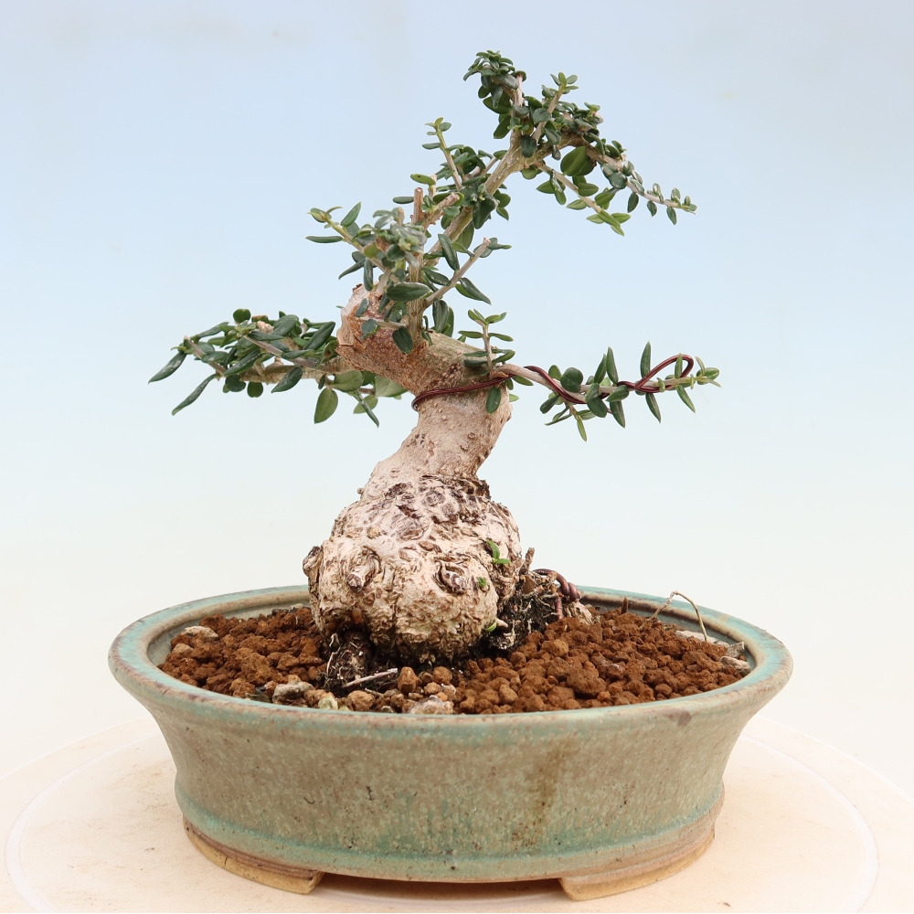 Bonsaï d'intérieur - Olea europaea sylvestris
