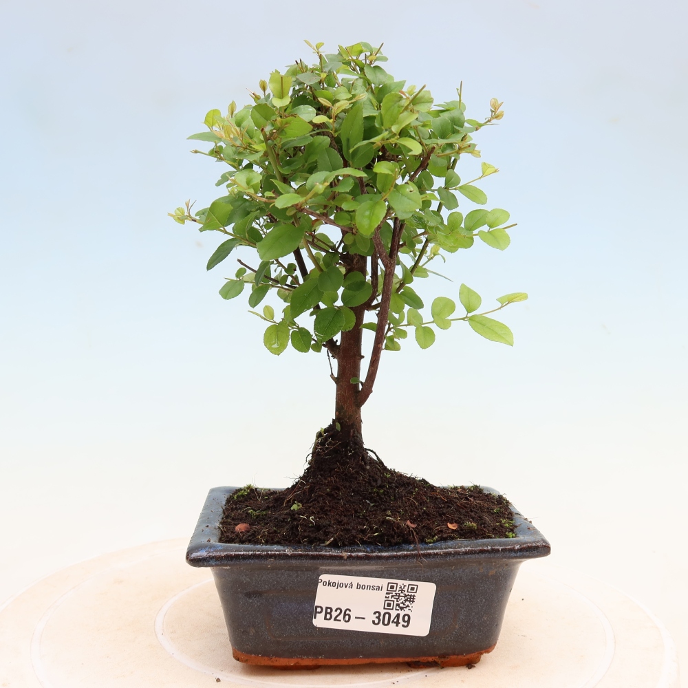Bonsaï de chambre - Sageretia thea - Sageretia thea