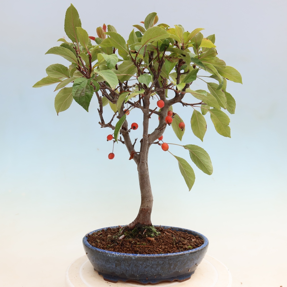 Bonsaï d'extérieur -Malus domestica - Pommier à petits fruits et à feuilles rouges
