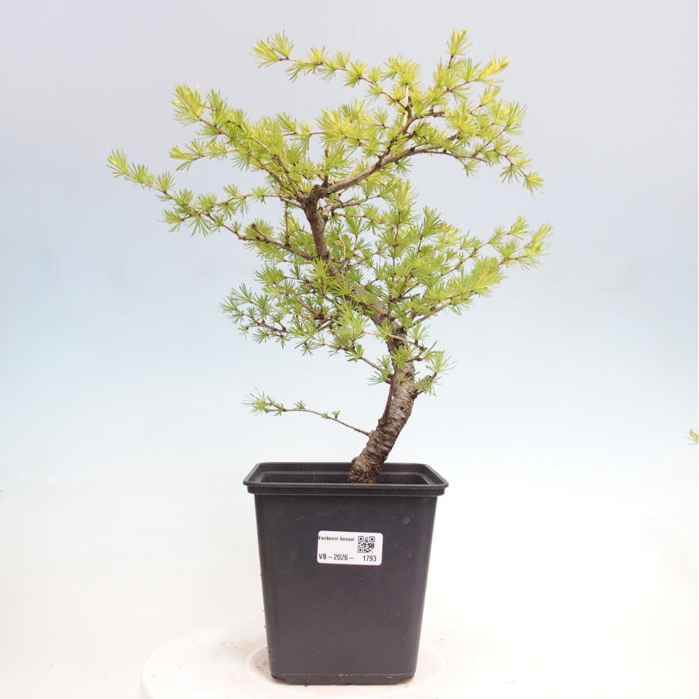 Bonsaï d'extérieur -Larix decidua - Mélèze