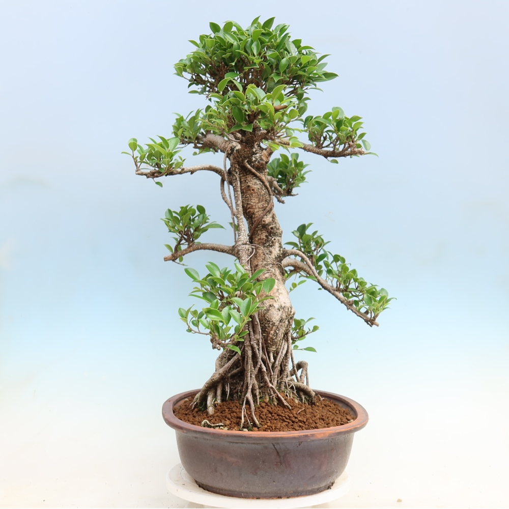 Salle bonsaï - Ficus kimmen - ficus à petites feuilles