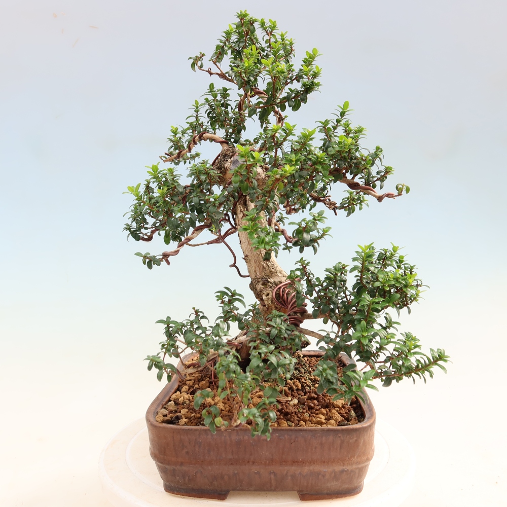Bonsaï de chambre - Myrtus communis - Myrte